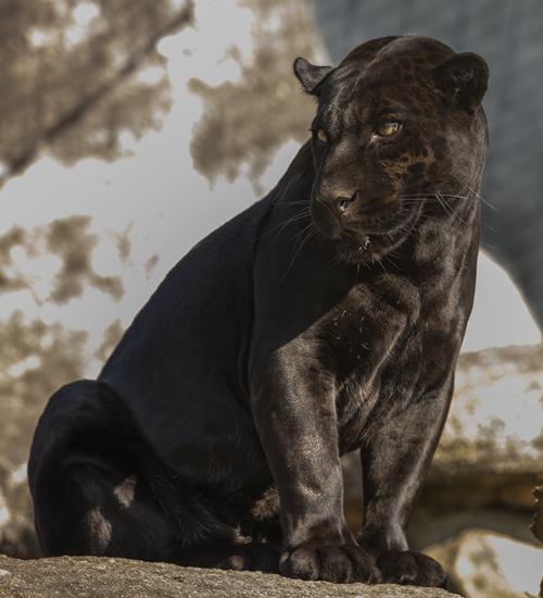  Criadouro Onça Pintada é reconhecido como Amigo da Fauna pelo Estado