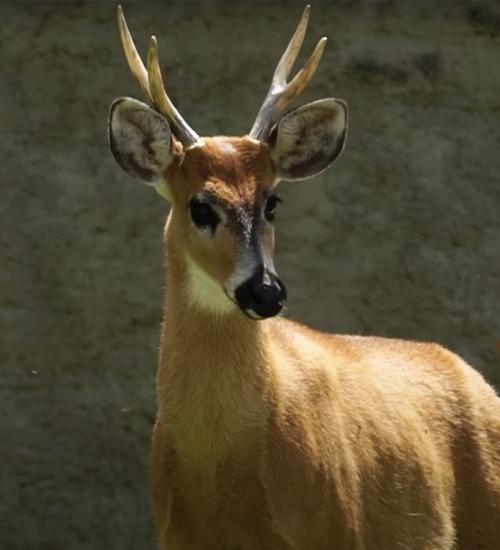 Bambi Brasileiro