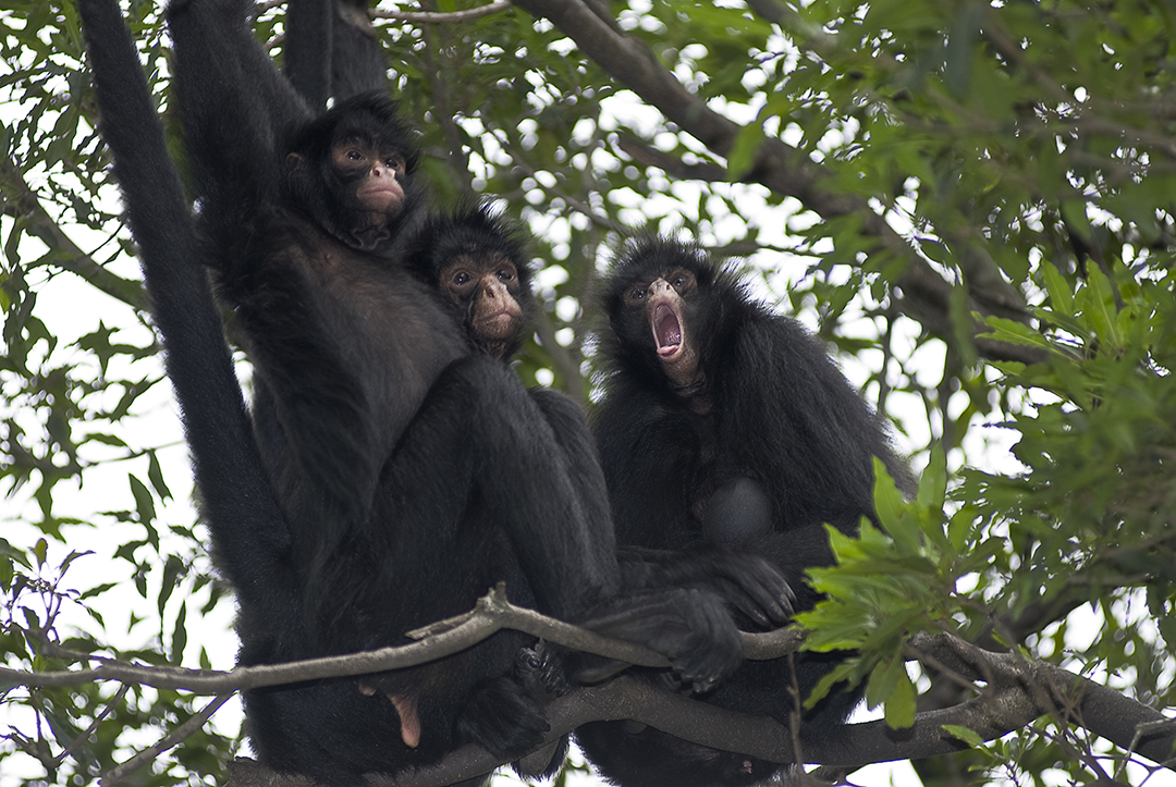 Animais - A ficha do bicho Nome popular: Macaco-aranha, cuatá Nome