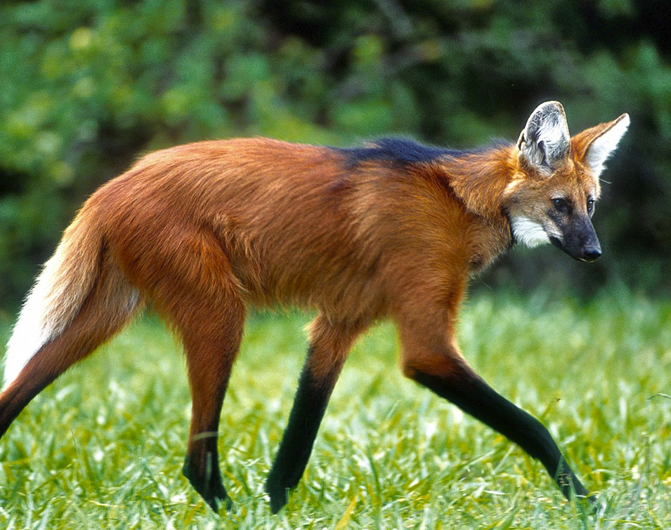 Animais - A ficha do bicho Nome popular: Macaco-aranha, cuatá Nome